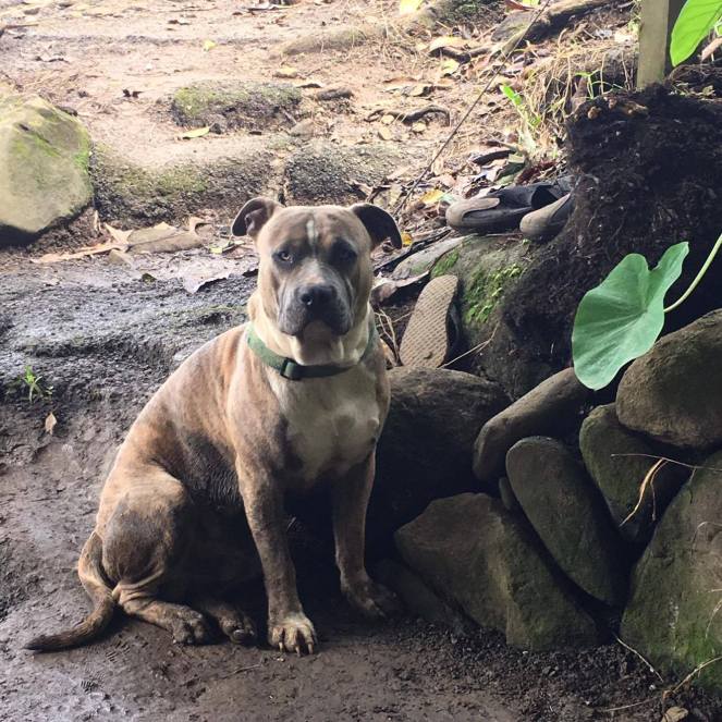 15409519_1500634066621179_2099305399_o