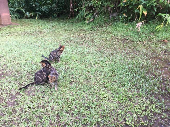 15409553_1500623969955522_1503521410_o