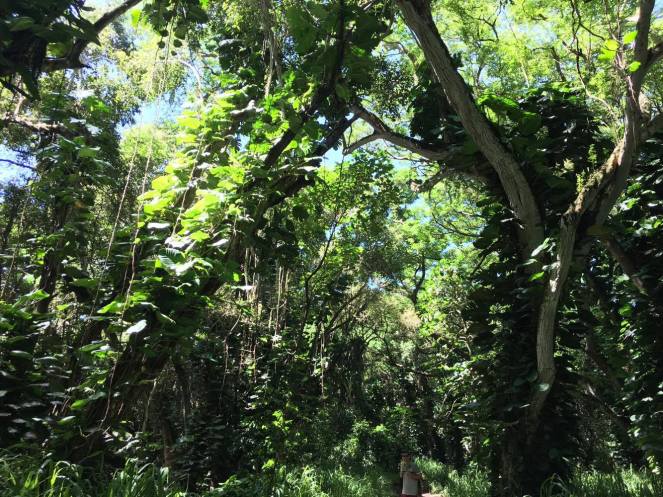 15409910_1500901066594479_2011118691_o